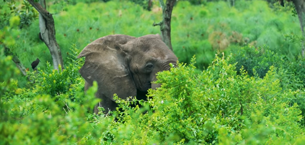 4 days Murchison falls safari