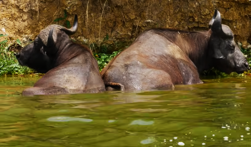 10 days Murchison falls adventure safari