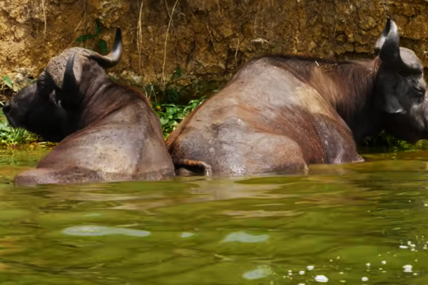 10 days Murchison falls adventure safari