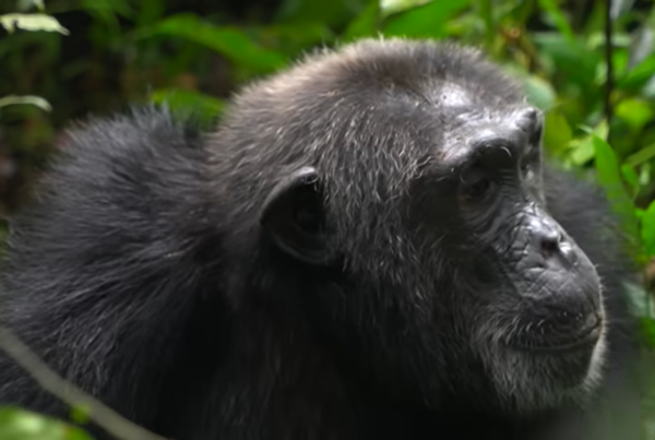 budongo forest chimpanzee tracking | Murchison falls park safari