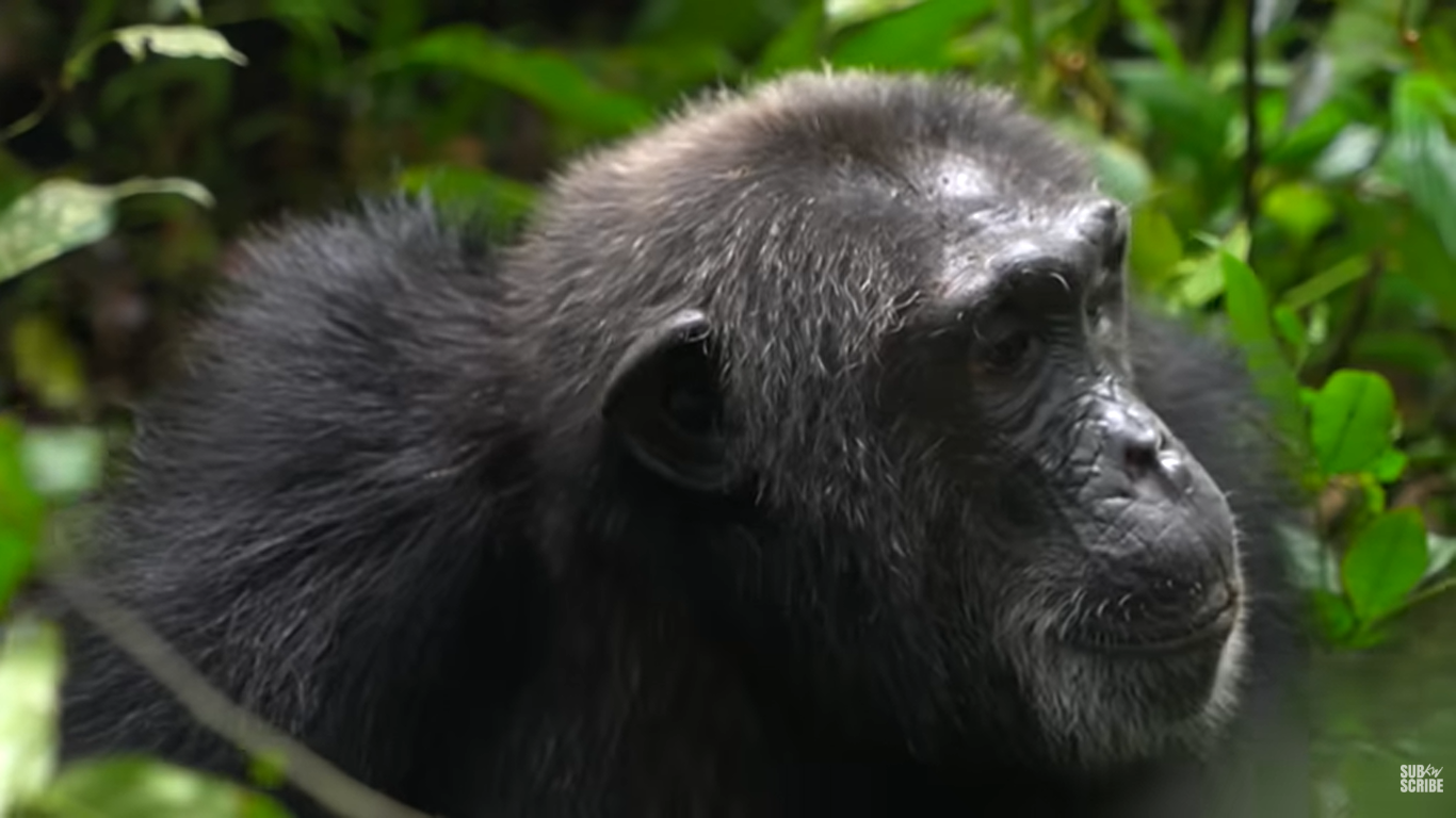 budongo forest chimpanzee tracking | Murchison falls park safari