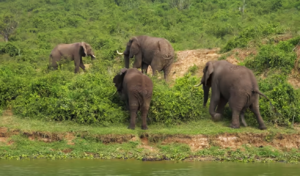 Murchison falls safari cost
