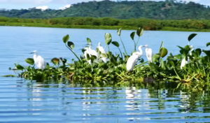 Murchison migratory birds