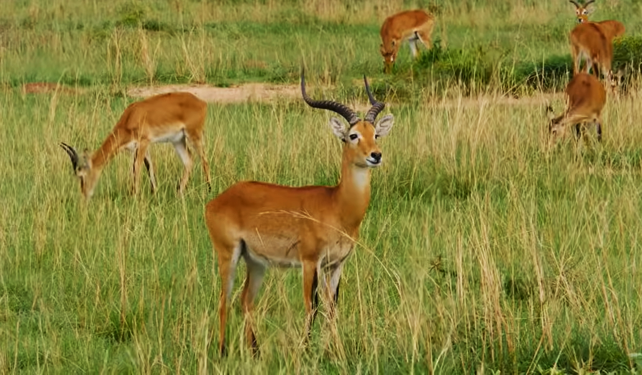 Murchison Falls park entrance fees