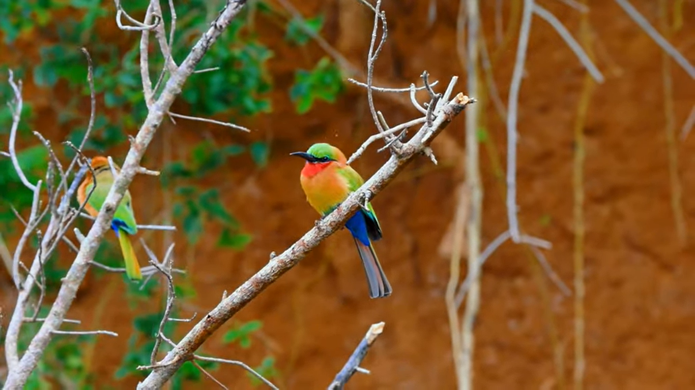 murchison falls bird watching | Murchions falls park safari