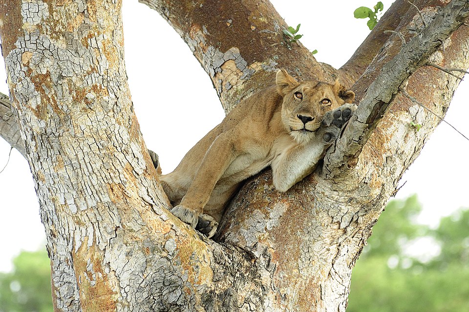 Lions | Murchison falls park safari