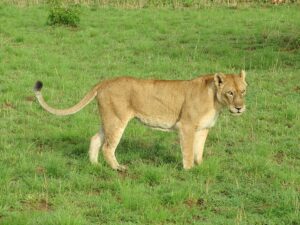 lion tracking murchison falls uganda