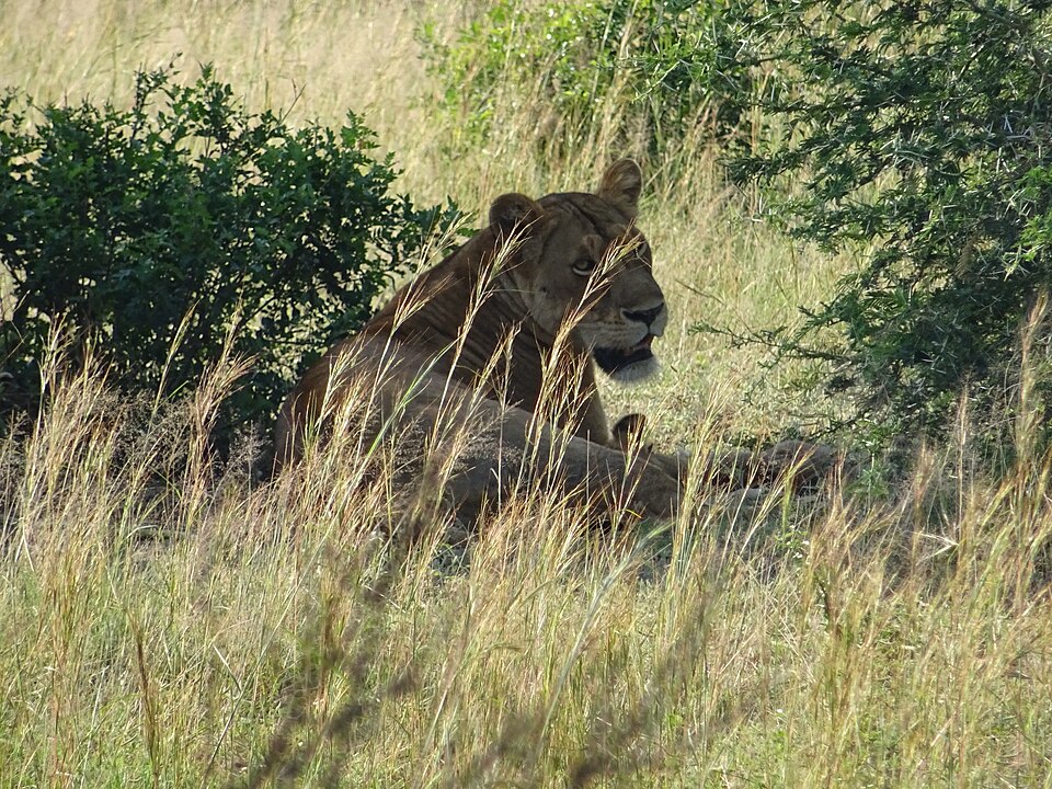 Budget Murchison falls park safari
