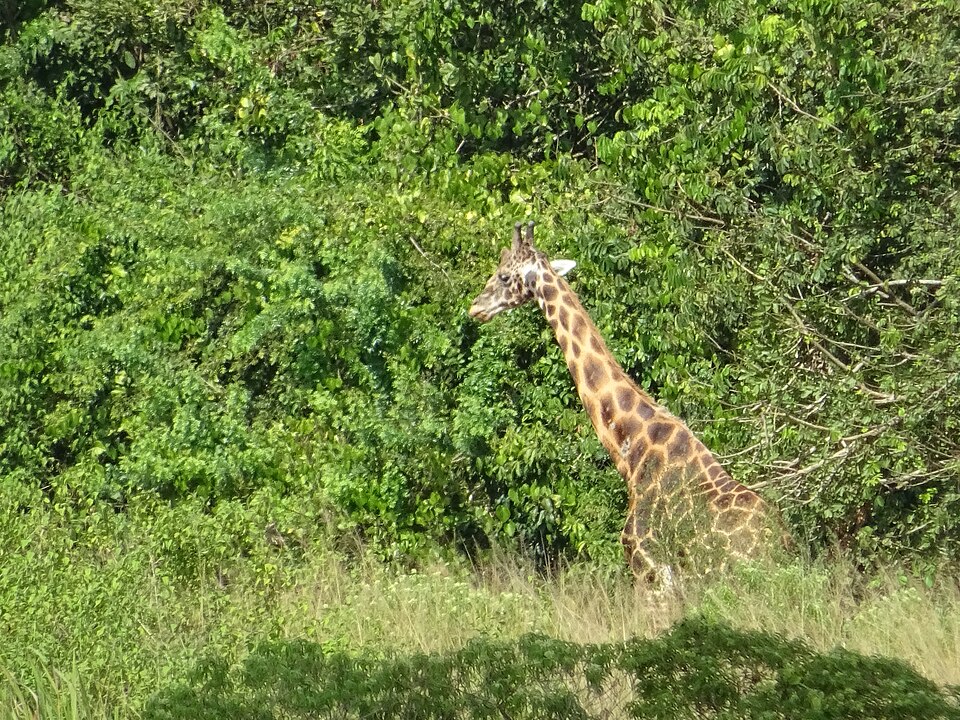 Game drives | Murchison falls park safari
