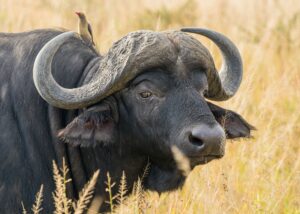 Murchison falls buffalo
