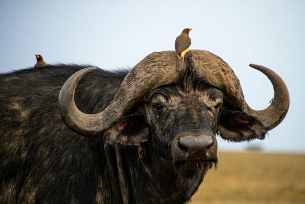 Murchison falls buffalo