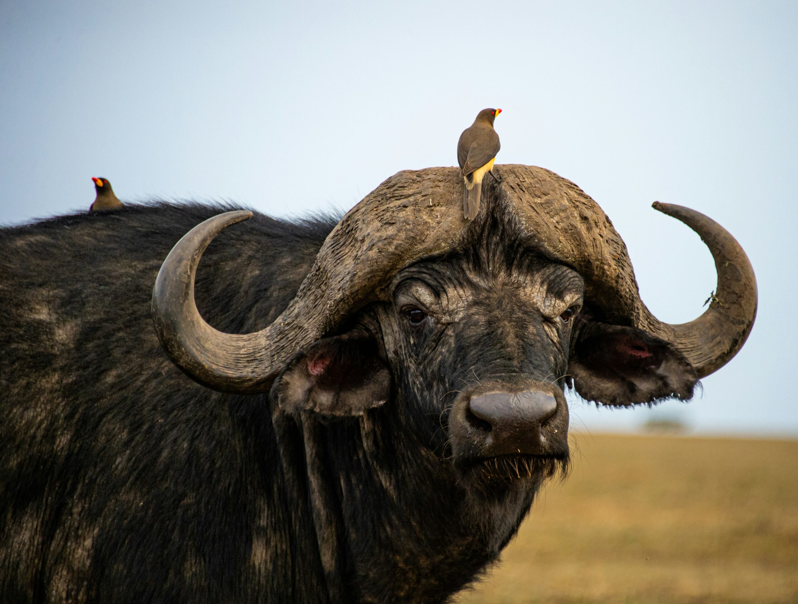 Murchison falls buffalo