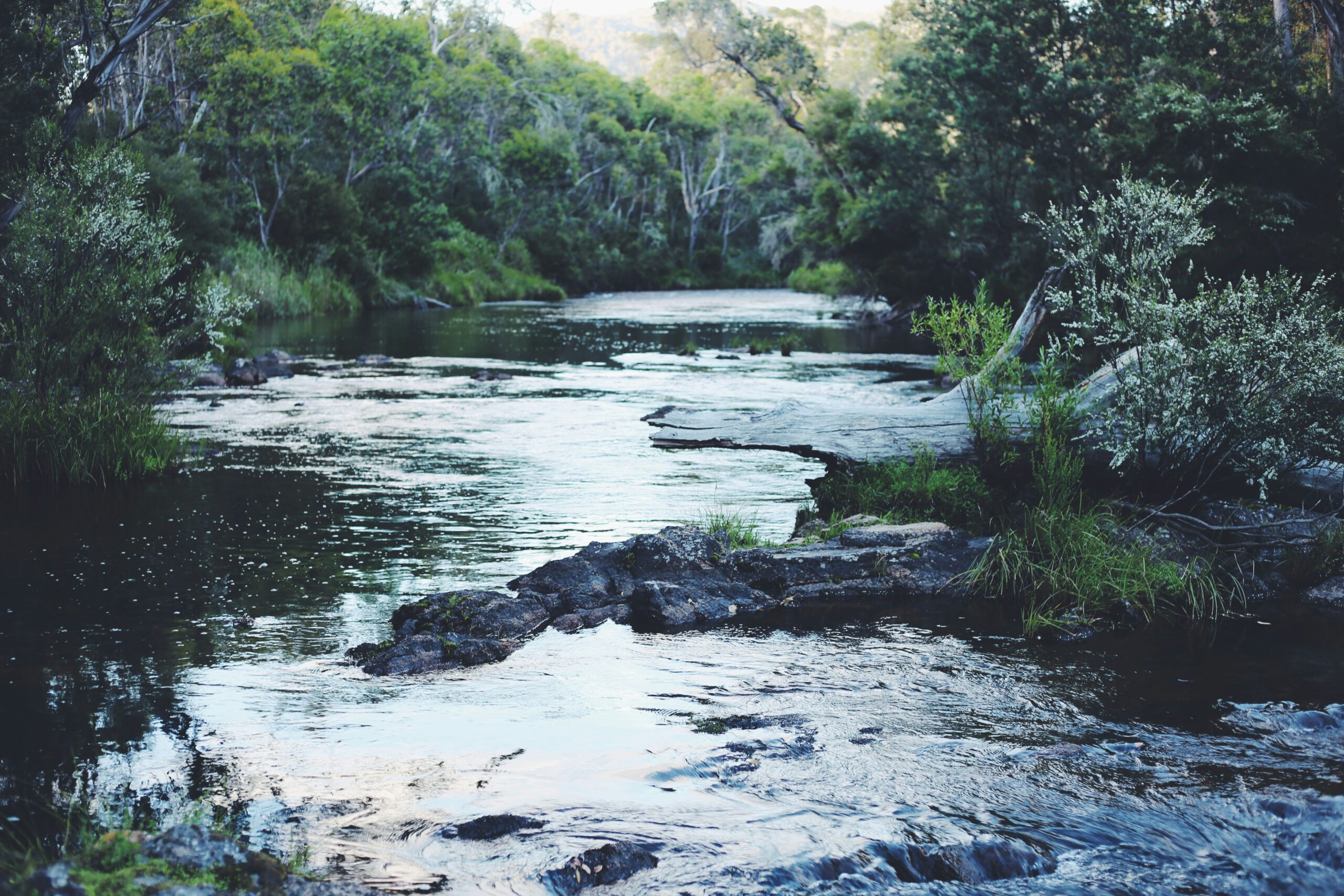 Murchison falls vegetation