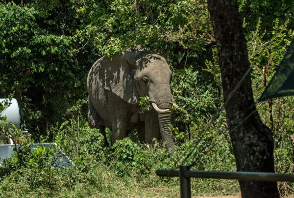 Murchison falls conservation | Murchison falls park safari