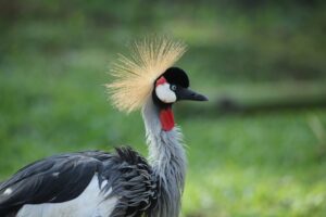 Uganda endemic birds | Murchison falls park safari