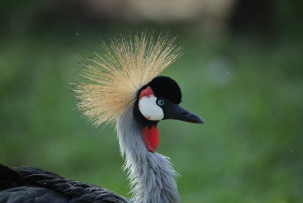 Uganda endemic birds | Murchison falls park safari