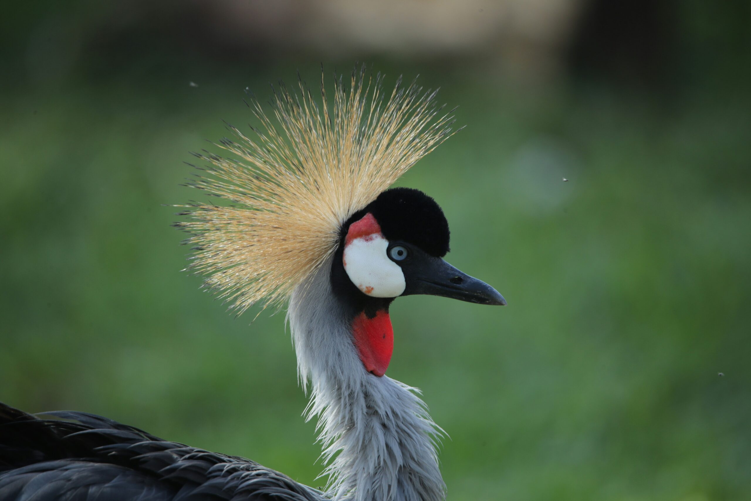 Uganda endemic birds | Murchison falls park safari