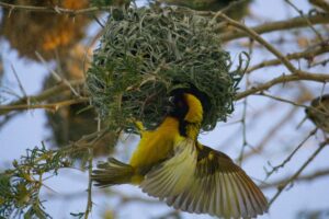Uganda endemic birds | Murchison falls park safari