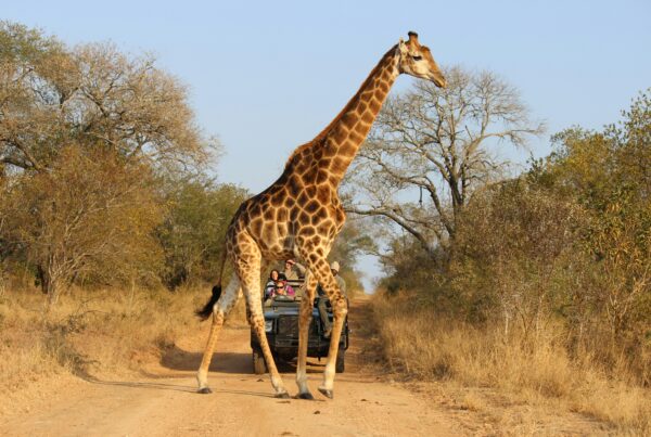 Murchison Falls wildlife safari