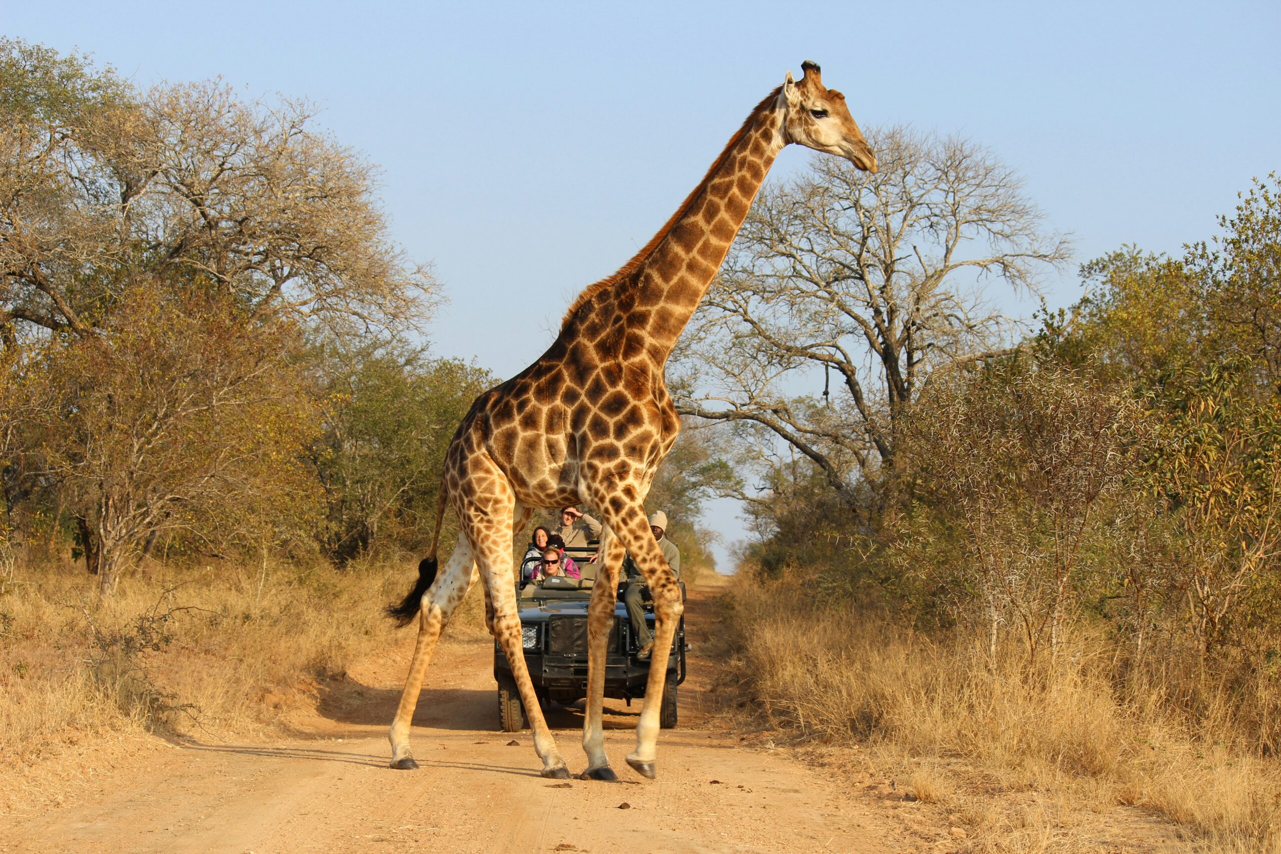 Murchison Falls wildlife safari