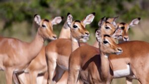 Murchison Falls wildlife safari