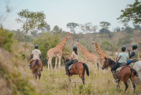 horseback safaris Murchison