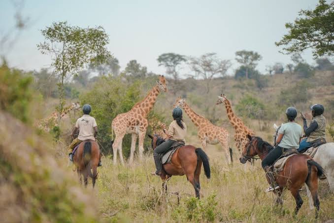 horseback safaris Murchison