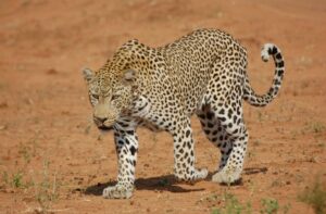 Murchison wildlife migration | Murchison falls park safari