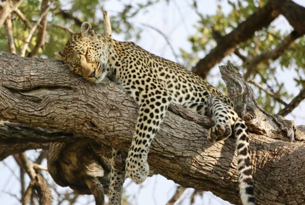 Murchison wildlife migration | Murchison falls park safari