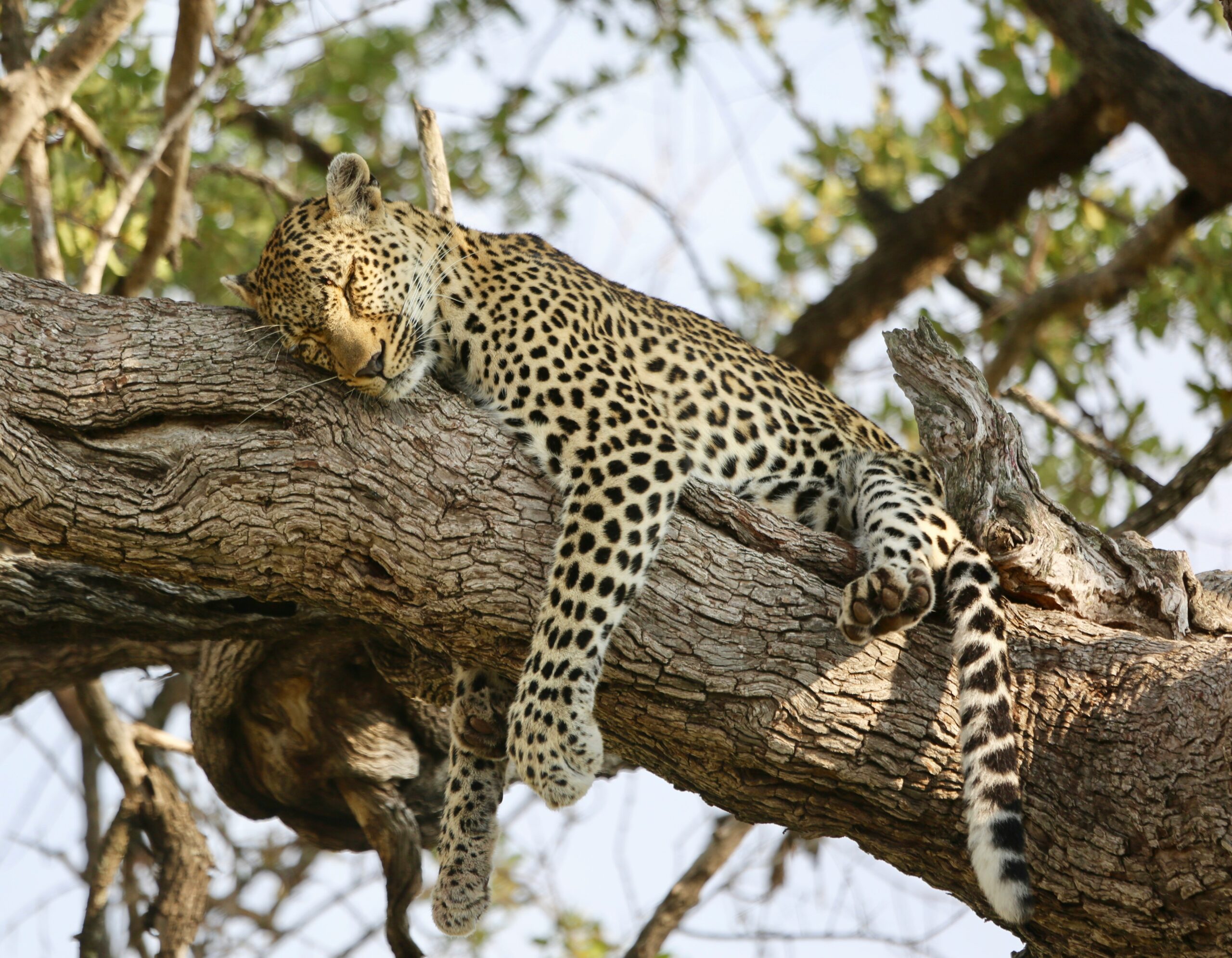 Murchison wildlife migration | Murchison falls park safari