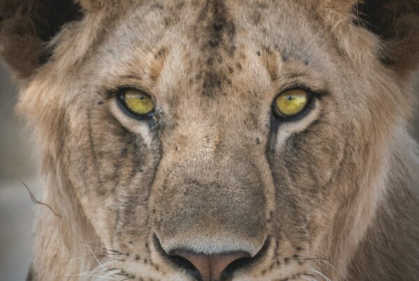 lion tracking murchison falls uganda