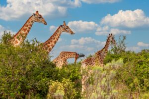 luxury Murchison experiences