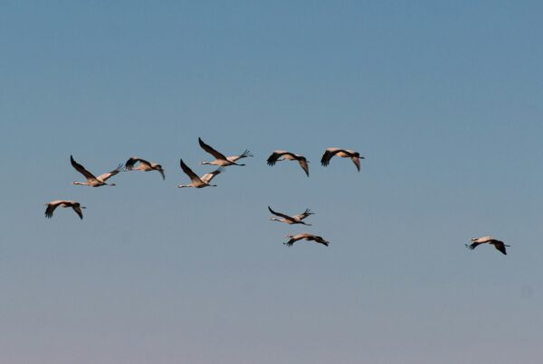 Murchison migratory birds