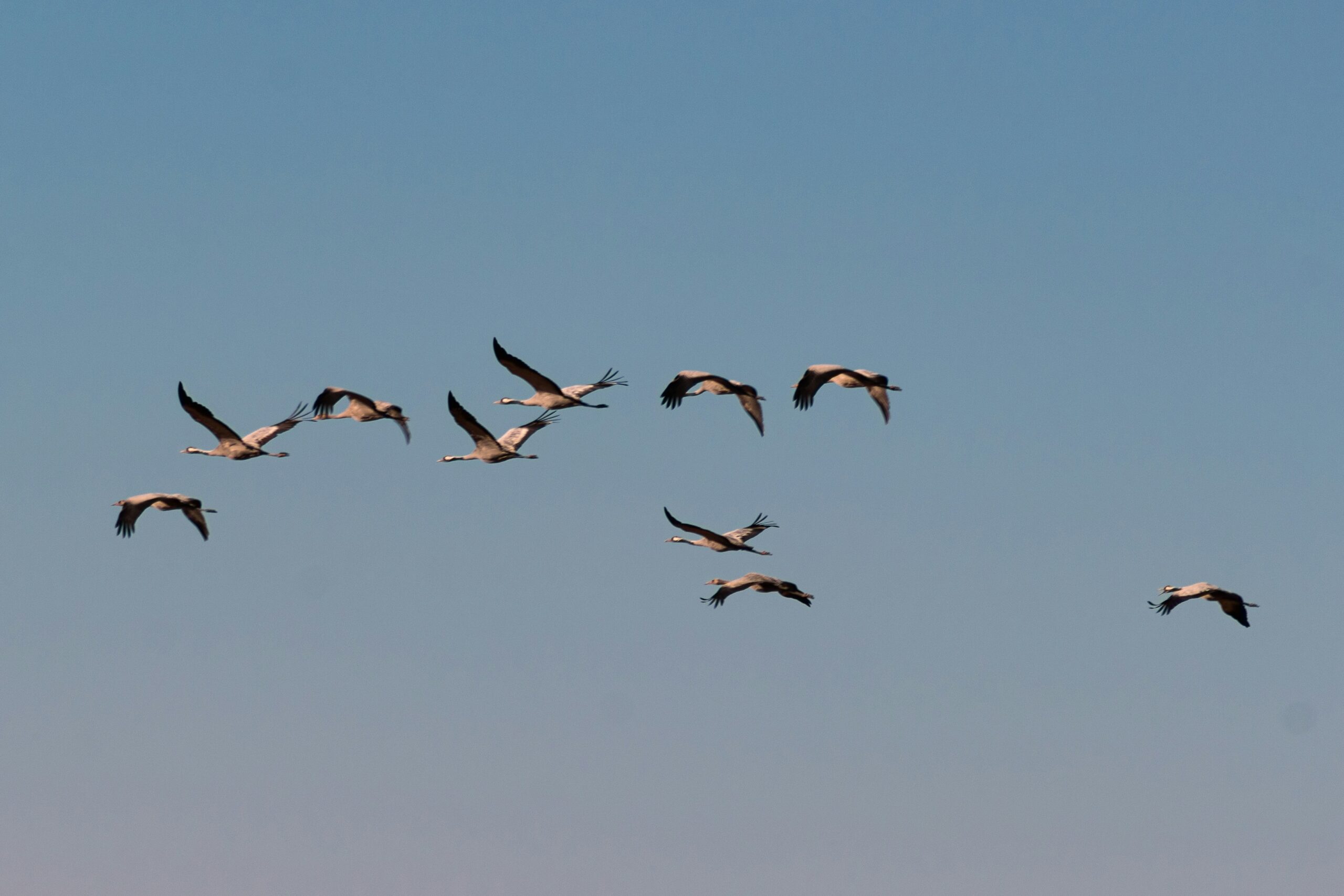 Murchison migratory birds