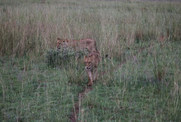 hunting history Murchison