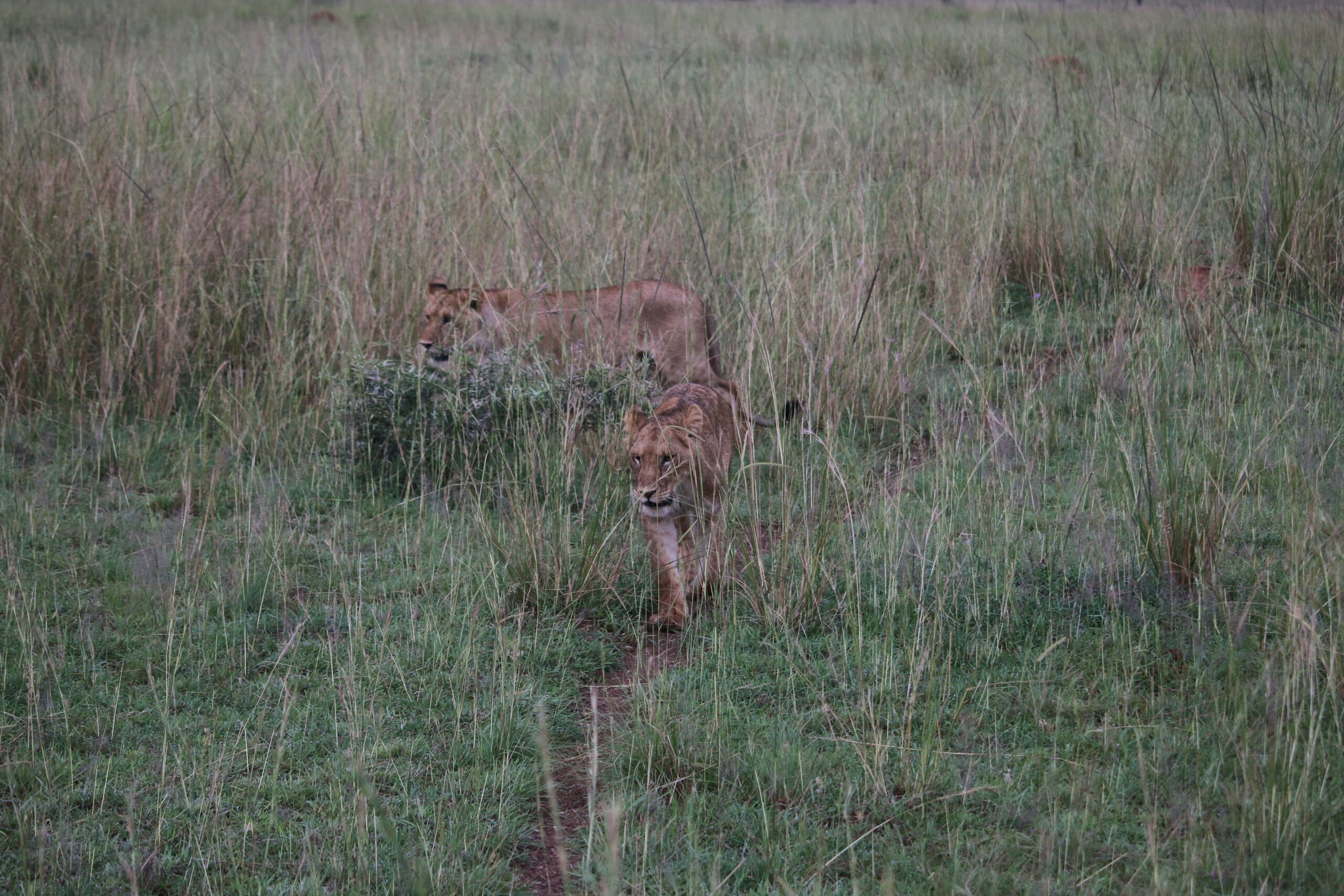 hunting history Murchison