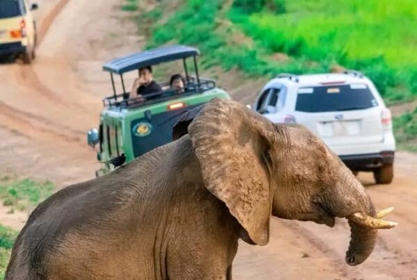 Murchison Falls park safari
