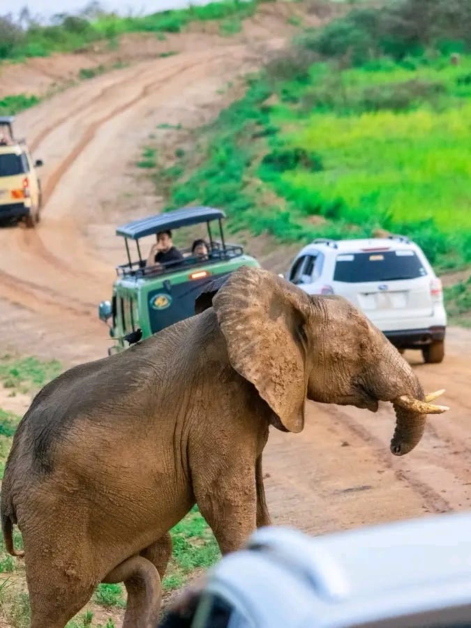 Murchison Falls park safari