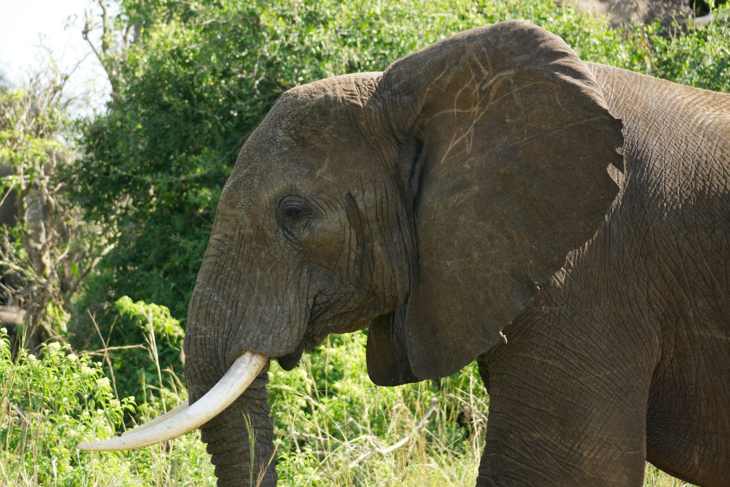 Murchison falls ecosystem | Murchison falls park safari