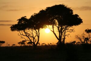 Murchison sunrise safari | Murchison falls park safari