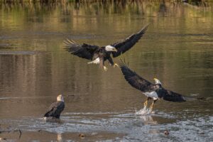 Murchison falls raptors
