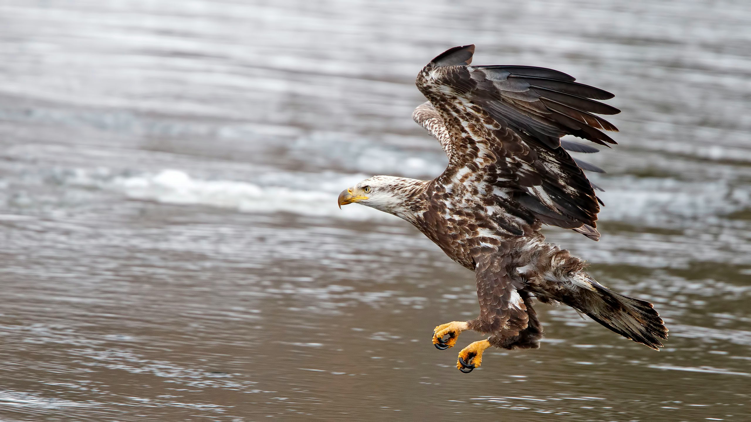 Murchison falls raptors | Murchison falls park safari