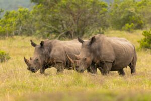 Murchison Falls Ziwa Rhino Sanctuary