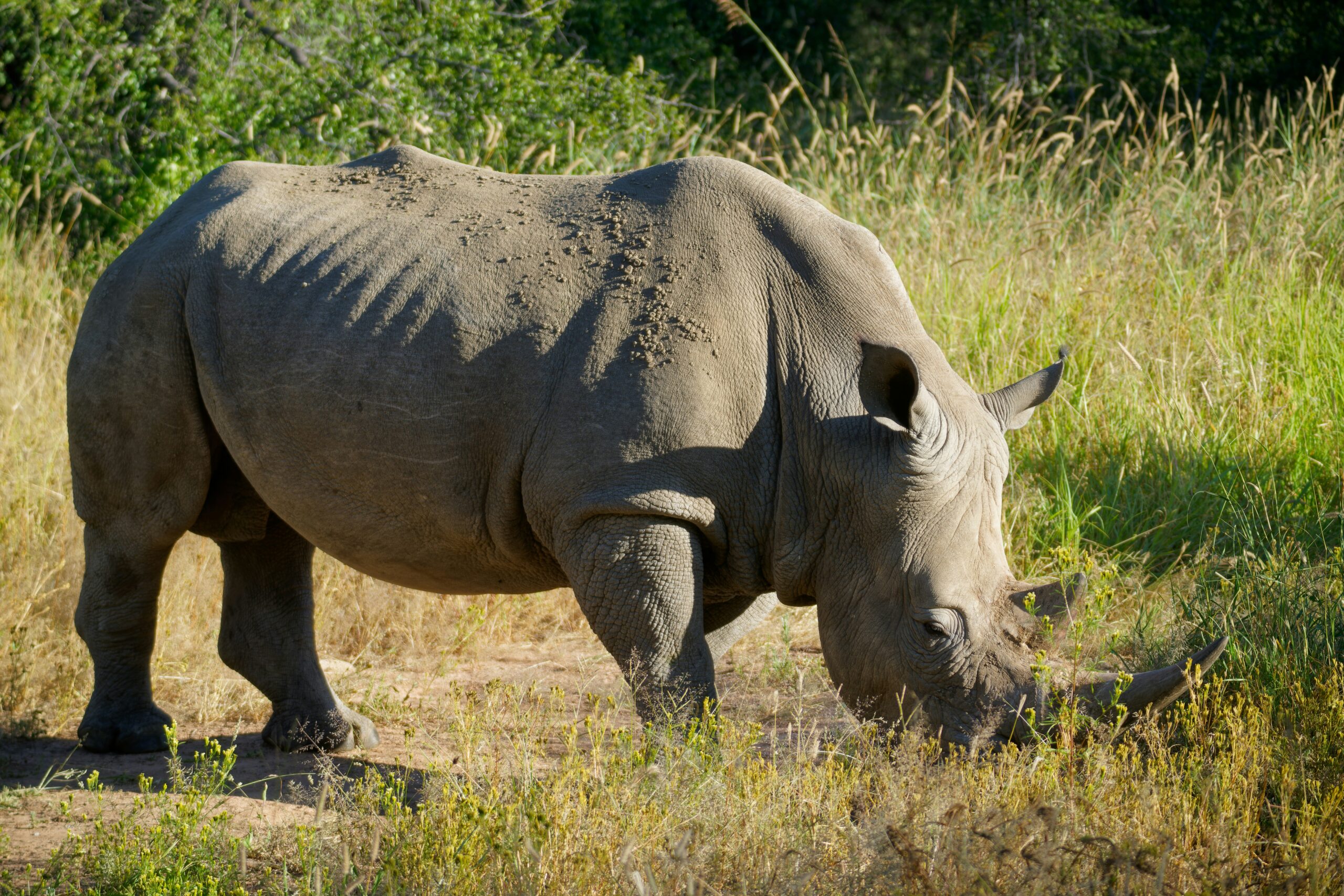 Murchison Falls Ziwa Rhino Sanctuary