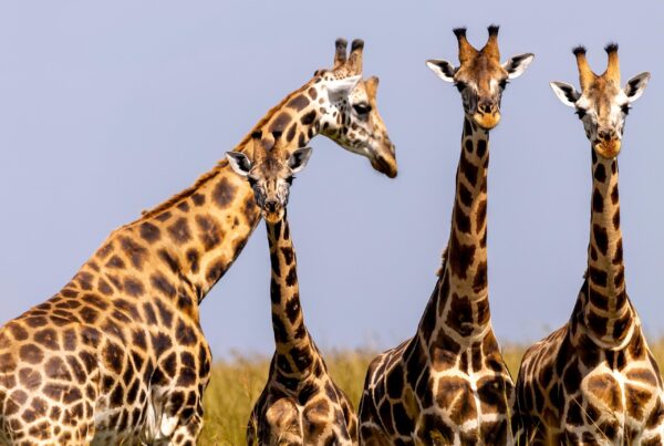murchison falls giraffes