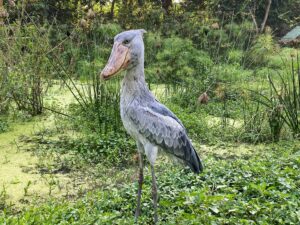 Murchison falls water birds