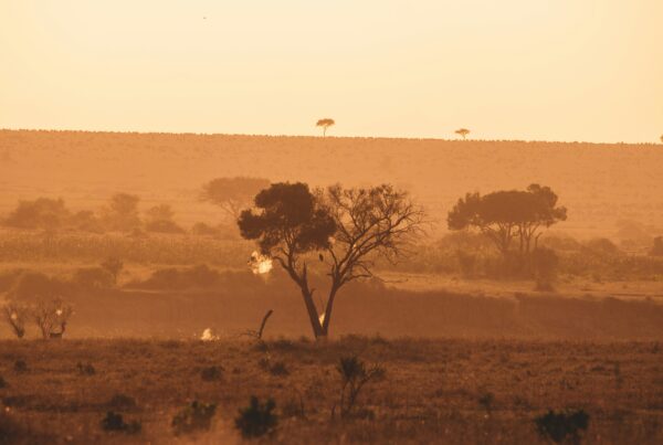 Murchison sunrise safari