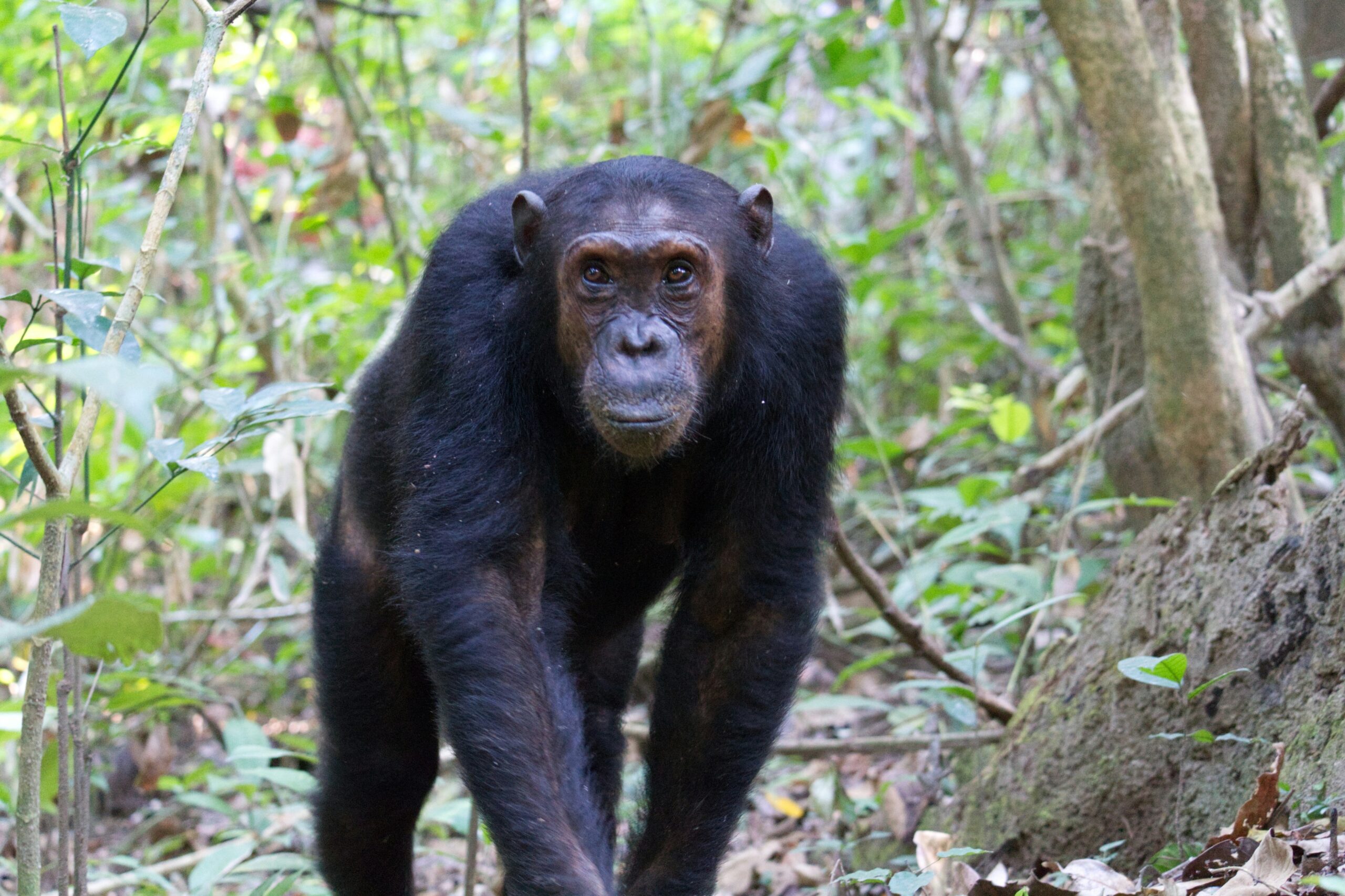 Chimpanzee tracking Budongo Forest