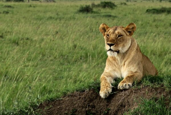 VIP safaris Murchison