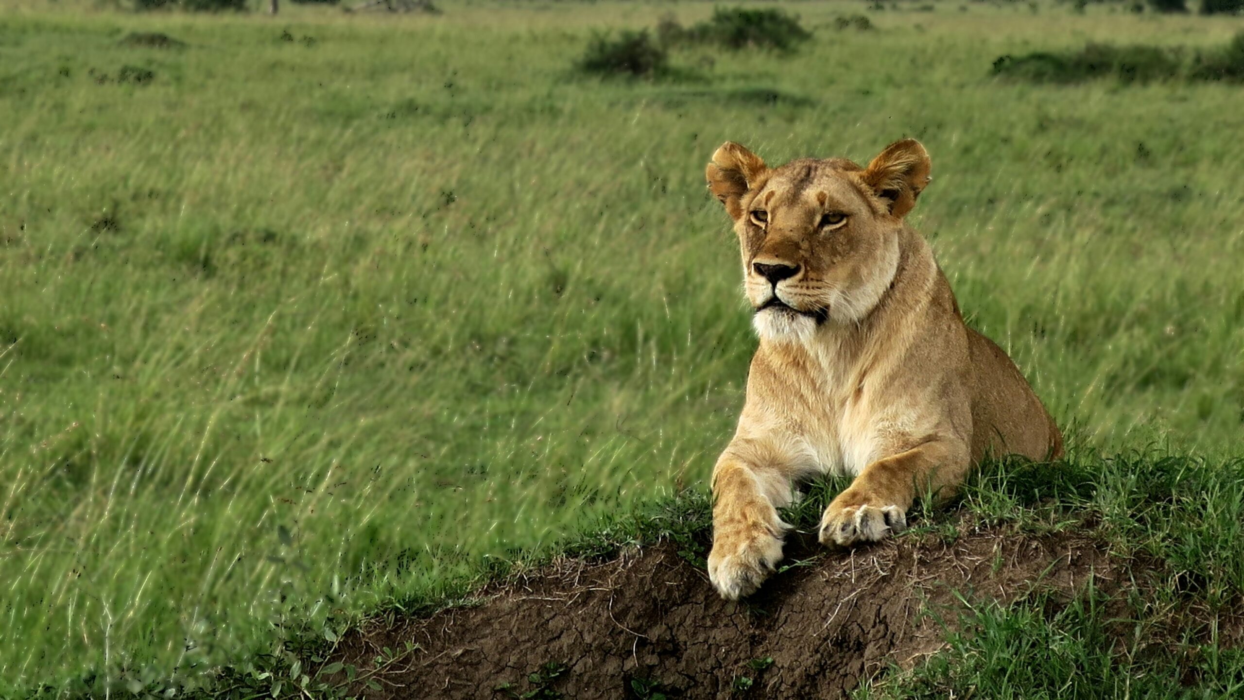 VIP safaris Murchison